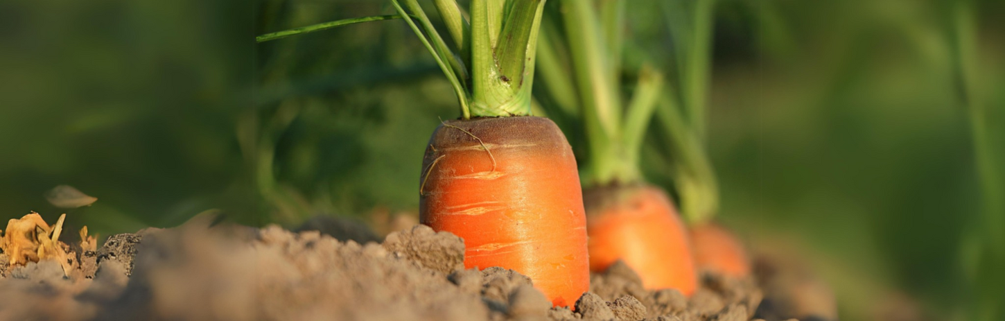 WSC agricultural weather station: weather data acquisition for OEM providers and system integrators of smart farming solutions